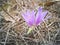 Colchicum montanum, autumn flower.