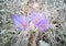 Colchicum montanum, autumn flower.