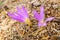 Colchicum montanum, beautiful flower that is born at the end of the summer of a bulb in the high mountains of Spain
