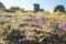 Colchicum montanum in a meadow at dawn, in a landscape of granite boulders