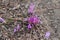 Colchicum Stevenii Flowers