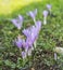 Colchicum Stevenii, or Steven`s Meadow Saffron