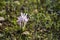 Colchicum Stevenii, or Steven`s Meadow Saffron