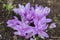 Colchicum Waterlily purple flowers in garden