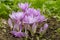 Colchicum Waterlily purple flowers in garden