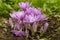 Colchicum Waterlily purple flowers in garden