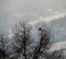 Cold bird, bare trees, bleak snow background