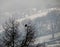 Cold bird, bare trees, bleak snow background