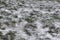Cold depressive picture of grass under snow. Concept for sad blogs, articles about bad weather