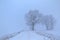 Cold foggy winter morning in Europe. Lithuanian wintry landscape