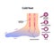 Cold foot blood circulation illustration sensitivity to cold, cold toes