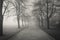 Cold freezing winter atmosphere in black and white on a tree-lined path