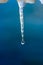 Cold icicle of winter sea