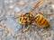 Cold Japanese yellow hornet on a roadside 2