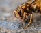 Cold Japanese yellow hornet on a roadside 5