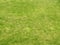 Cold northern summer - trampled May lawn, grass, vegetation, greenery, green background, texture