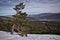 Cold Pinetree in a winter snow mountain Lozoya