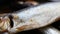 Cold smoked salaka ready to eat. Smoked fish close-up on a plate. Sea fish