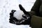 Cold snowball in woman`s hands ready for take off