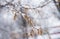 Cold, snowy spring in Europe. Snow on the branches of bushes in the countryside