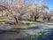 Cold Spring Orchards and Grass with Ice