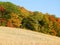 Cold weather turns the leaves during Autumn in the FingerLakes