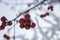 Cold winter concept, background or backdrop for winter or Christmas theme. Red apples on a branch under a large layer of snow