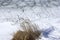 Cold winter day, frozen lake with ice floes and reed. Was seen in Sweden