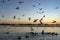 On this cold winter day the sun has just set over lake Zoetermeerse Plas where many coots and gulls fight for the food in the wate