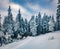 Cold winter morning in Carpathian mountains with snow covered fir trees. Dramatic outdoor scene, Happy New Year celebration concep