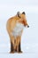 Cold winter with orange fur fox. Red fox in white snow. Hunting animal in the snowy meadow, Russia. Beautiful orange coat animal n