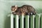 Cold winter. Problems with heating . Cat heating on the battery. Tabby cat relaxing on a warm radiator. Beautiful cat lies on