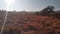 Cold winter`s morning sunrise over a countryside of dry grass fields, trees on the horizon and a round sun beaming sun rays