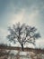 Cold winter scene with a bare lone tree on the snowy hill. Numb nature landscape, silence and solitude mood