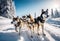 Cold winter scene with sled dogs, siberian husky sled dogs drive a sleigh together in the snow field in winter