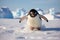 Cold winter wildlife nature ice antarctic polar antarctica penguin snow birds