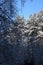 Cold wintertime pine forest in deep morning snow