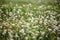 Coldenia procumbens Linn in nature