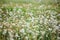 Coldenia procumbens Linn in nature
