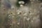Coldenia procumbens Linn in nature