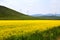 The cole flowers of Qinghai Menyuan bucolic