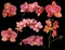 Colection of bright orchid flowers with pink strips
