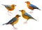 Colection of Orange-headed Thrush Geokichla citrina beautiful orange grey and yellow birds in different shade of plumage