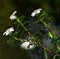 Coleonema album is a compact shrub native to South Africa. Flowers and leaves detail