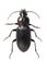 Coleoptera Carabidae ground beetle isolated on white background