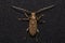 Coleoptera-Cerambycidae on black background.Macro