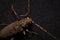 Coleoptera-Cerambycidae on black background.Macro