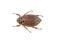 Coleoptera class insect, may beetle, crunch, clipping isolate on a white background