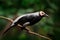 Coleto starling, Sarcops calvus, black bird in the forest habitat. Coleto sitting on the branch in green vegetation, rare endemic