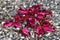 Coleus aka miana leaves with gray bokeh background